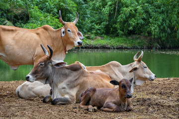 Naklejka na ściany i meble Villager's cow farm in rural Thailand, Southeast Asia.
