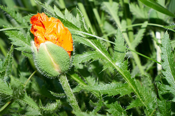 Aufplatzende Knospe der Mohnblume