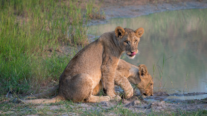 Junge Löwen trinken an einer Wasserstelle  in der afrikanischen Savanne