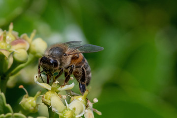 abeille qui butine du pollen, espèce en danger
