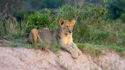 Fototapeta na wymiar Junger Löwein der afrikanischen Savanne