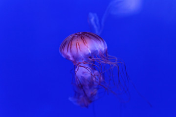 Purple Striped Jelly
