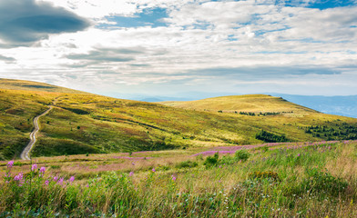 Naklejka premium hills of Runa mountain in late summer. lovely landscape with fire weed flowers in front and forest in the distance. road passes the slope