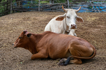 Villager's cow farm in rural Thailand, Southeast Asia.