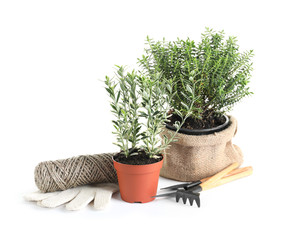 Plants and gardening tools on white background