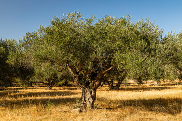 Olivenbaum im Olivenhain