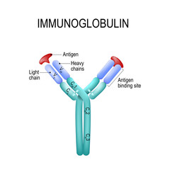 Structure of the Antibody molecule. IgE and Antigen.