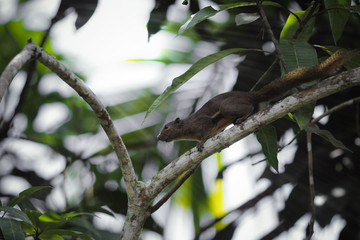 Squirrel on the tree limb