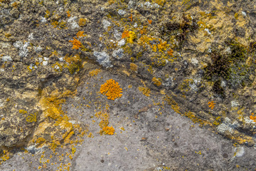 various colorful lichen