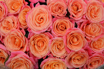 Pink rose background. A bouquet of fresh flowers close-up. Pink-beige roses for the wedding, celebrations, romance. Love in each petal of pink roses