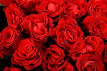 Red roses background. Bard roses for the wedding, celebrations, romance. A bouquet of fresh flowers close-up. Love in each petal of red roses