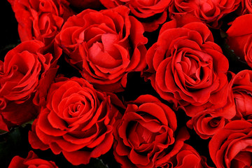 Red roses background. A bouquet of fresh flowers close-up. Bard roses for the wedding, celebrations, romance. Love in each petal of red roses