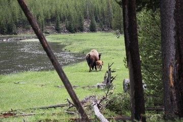 Beautiful Buffalo Cow with her Baby calf – Yellowstone NP – USA 