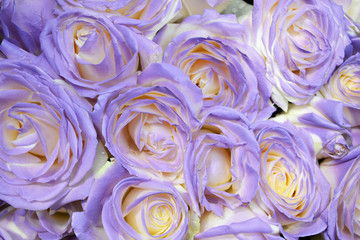 Fototapeta na wymiar Purple roses background. A bouquet of fresh flowers close-up. Lilac roses for a wedding, celebrations, romance. Love in each petal of a blue rose