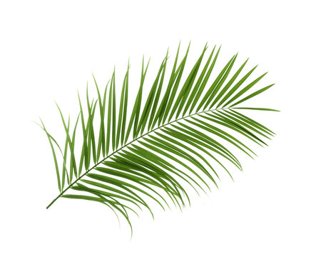 Beautiful tropical Sago palm leaf on white background
