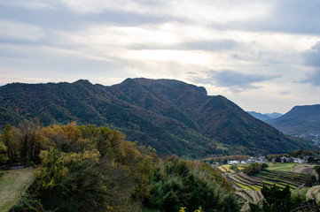Fototapeta na wymiar 小豆島の中山千枚田（香川県、日本）
