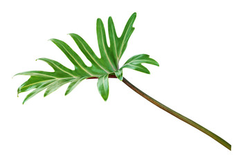 Green decorative monstera leaf