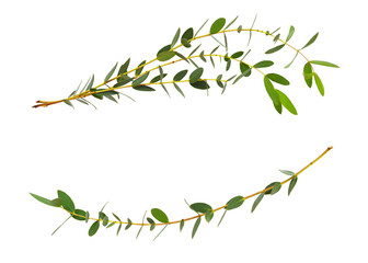 Decorative eucalyptus green leaves in wave arrangement