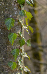 climbing plant and stem