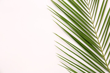 Beautiful tropical leaf on light background, top view