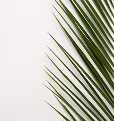 Beautiful tropical leaf on light background, top view