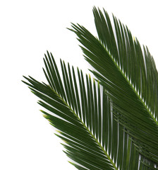 Beautiful tropical leaves on light background, top view