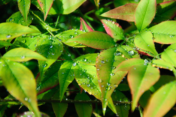 Close-up of a leaf and water drops on it