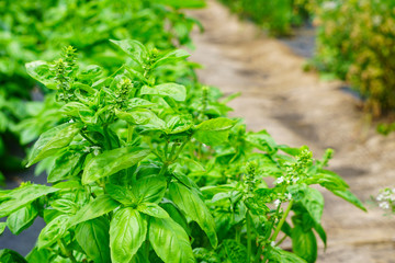 Cultivation of the basil