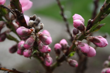 Knospen einer Aprikosenblüte