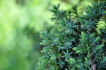 blue spruce branches on a green bokeh background. space for your text.