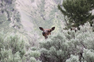 Beautiful Deer in Yellowstone NP – USA 