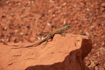 Colob Canyon, Utah