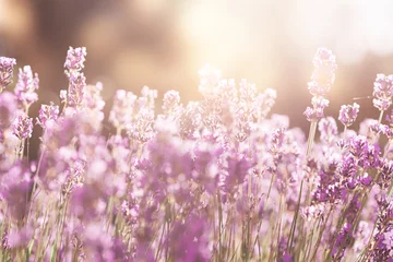 Zelfklevend Fotobehang lavande lavender © pascal