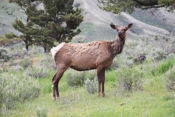 Beautiful Deer in Yellowstone NP – USA 