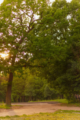 the Sun is shining through a tree path