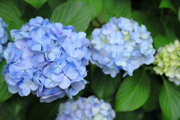 紫陽花　アジサイ　あじさい　花
