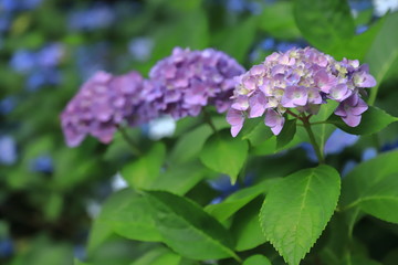 紫陽花　アジサイ　あじさい　花