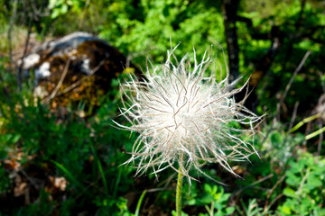 Mountain plant, oreogeum montanum