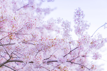 beautiful cherry blossom in spring season.