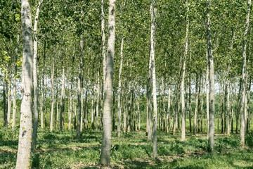 Fototapeta premium Forst Forest Birkenwald Birken Birches Aufforstung Wald