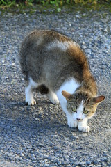 Fototapeta premium Cat