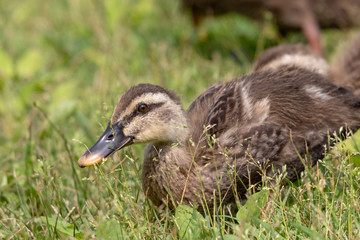 The baby birds of Grey duck in the Toneri park in Tokyo, Japan / Toneri park is a public park in Tokyo