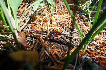 Spider, eresus kollari