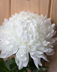 White peony Bud close-up