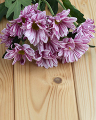 violet chrysanthemum Buds close-up on the light wooden background with copy space
