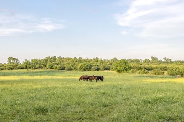 horses grazing in green nature field