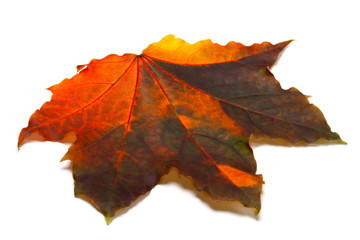 Multicolor autumn maple leaf