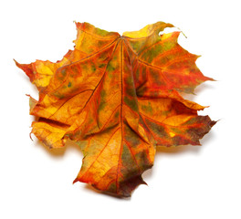 Autumn maple-leaf on white background