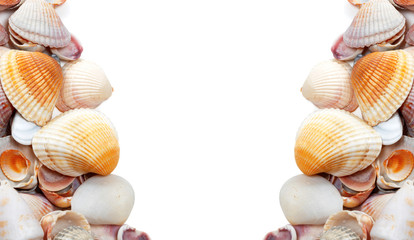 Seashells isolated on white