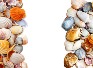Natural background of seashells